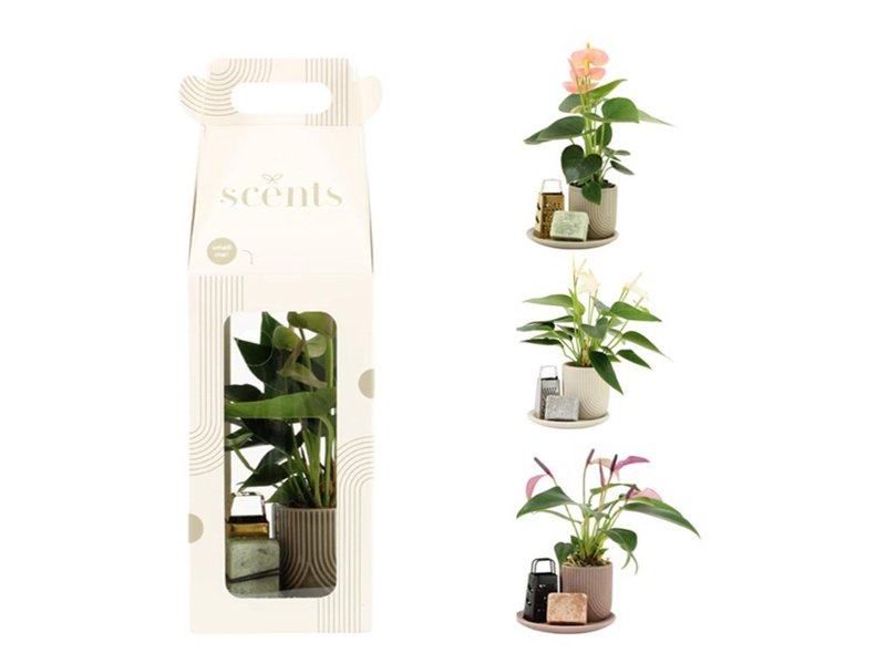 Aromatic Giftset small - Elegant Anthurium