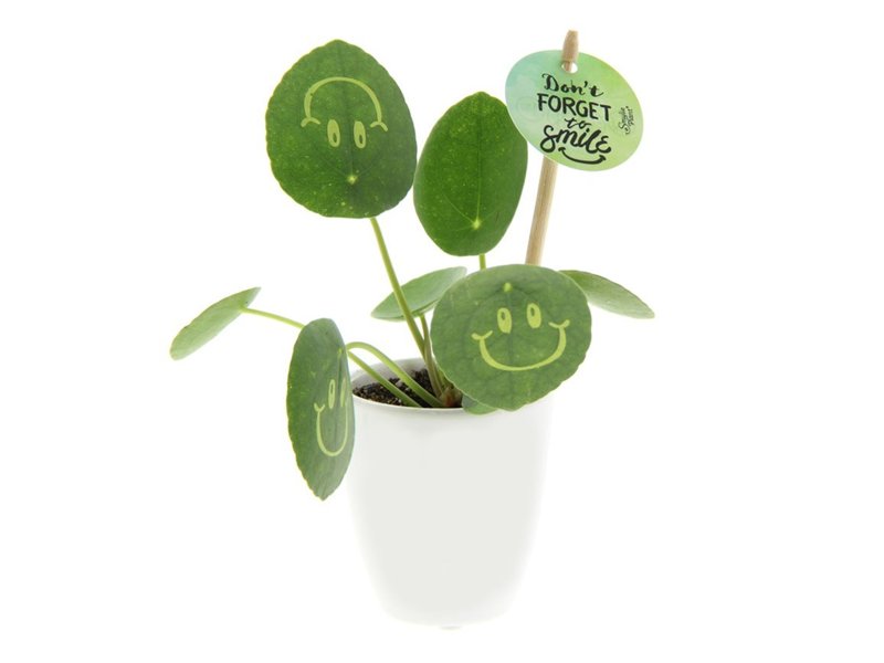 Smylieplant® small