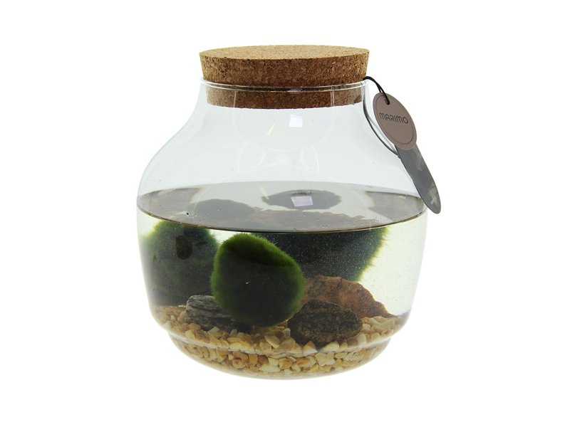 Marimo moss balls - bowl