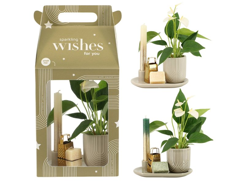 Aromatic Christmas Giftset large - Elegant Anthurium