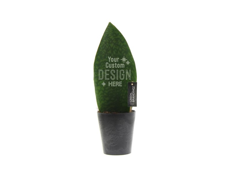 Greenbrandingz® - Sansevieria