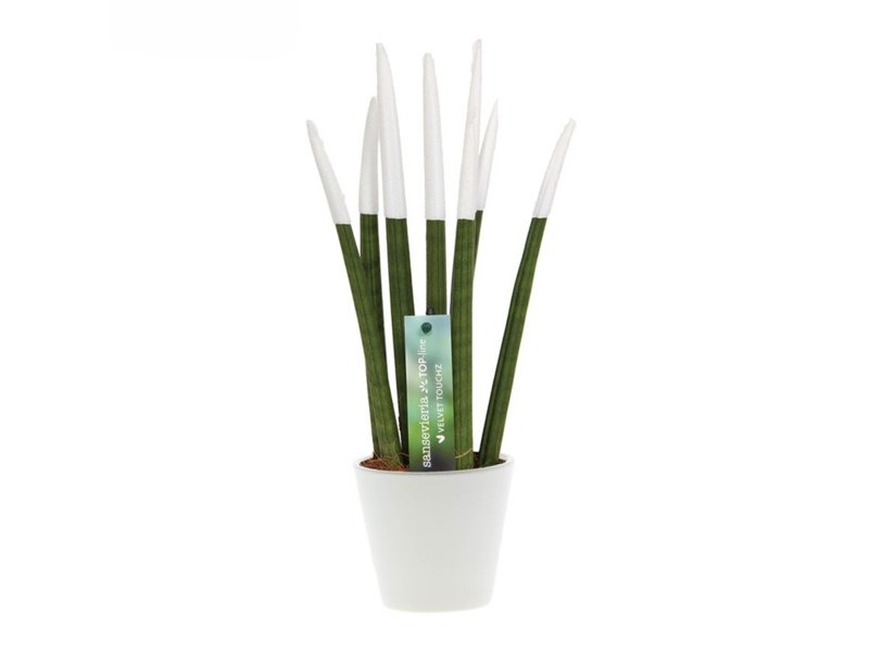 Sansevieria Topline® - Velvet Touchz® medium