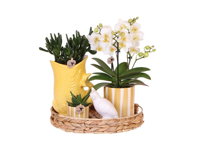 Botanical Giftset large - Sunset Yellow