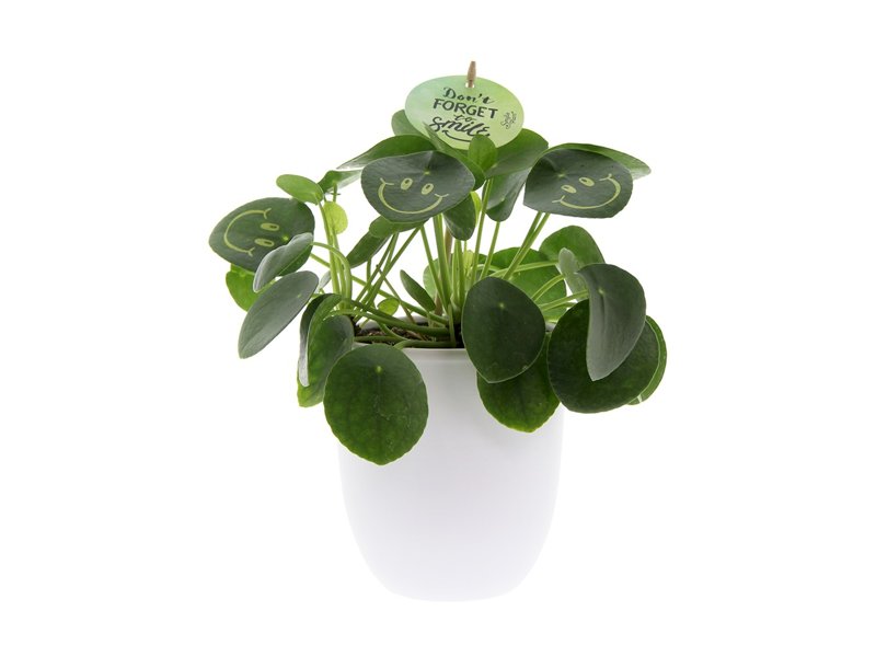 Smylieplant® large