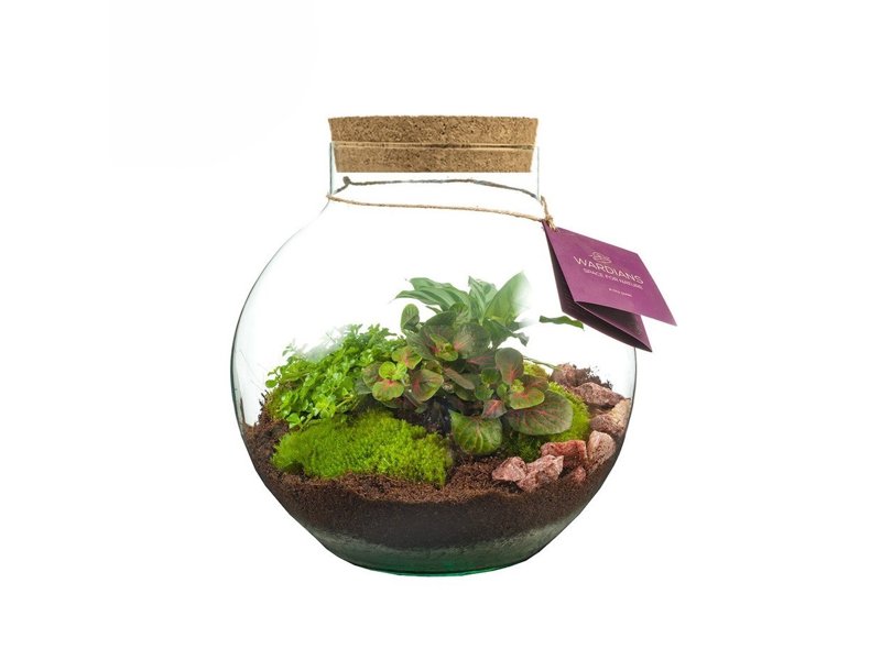 Wardians® ecosysteem - Bowl medium