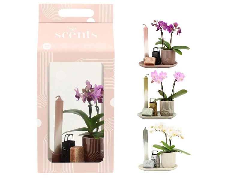 Aromatic Giftset large - Luxury Orchid