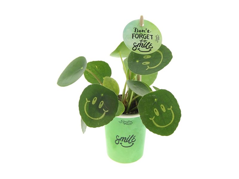 Smylieplant® small in papercup