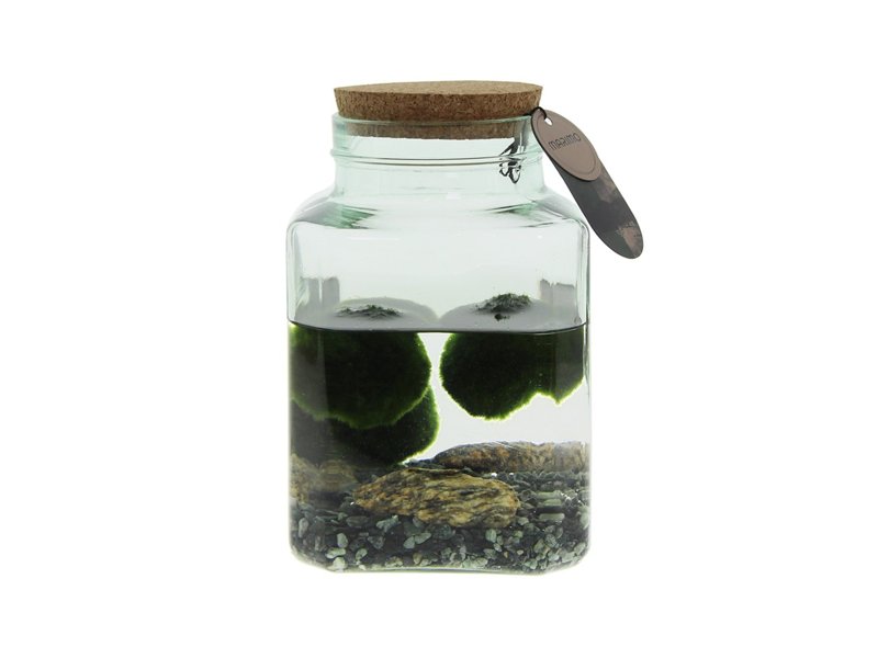 Marimo moss balls - octogoon