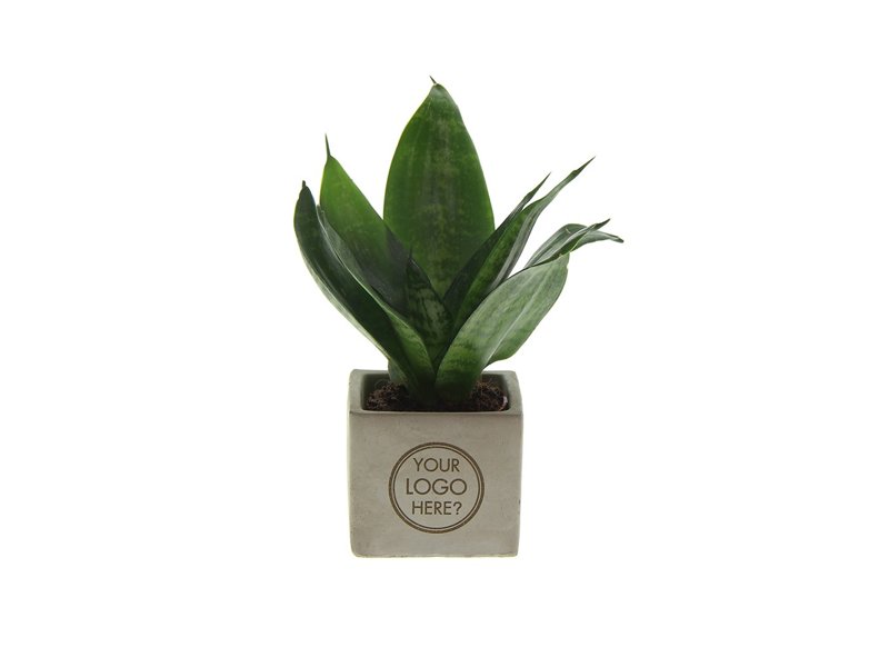 Congreetz® plantpots