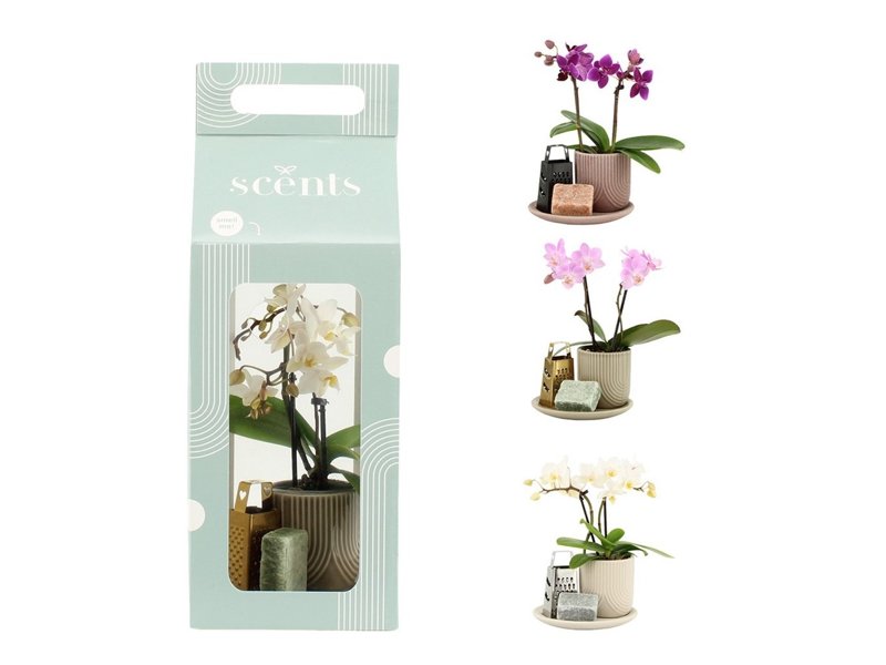 Aromatic Giftset small - Luxury Orchid