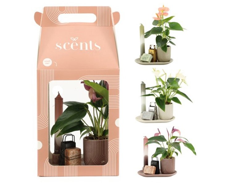 Aromatic Giftset large - Elegant Anthurium