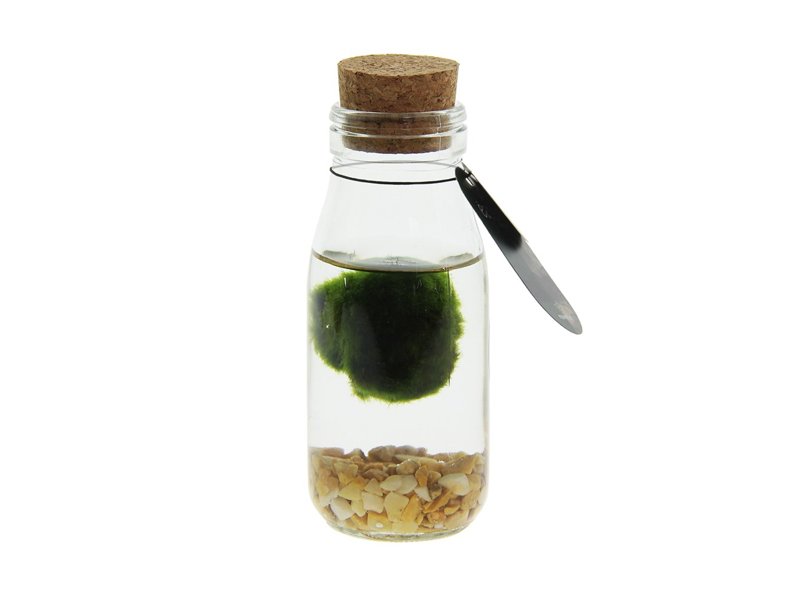 Marimo moss balls - bottle small