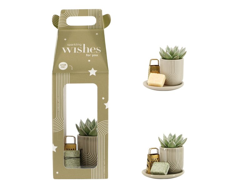 Aromatic Christmas Giftset small - Snowy Succulent