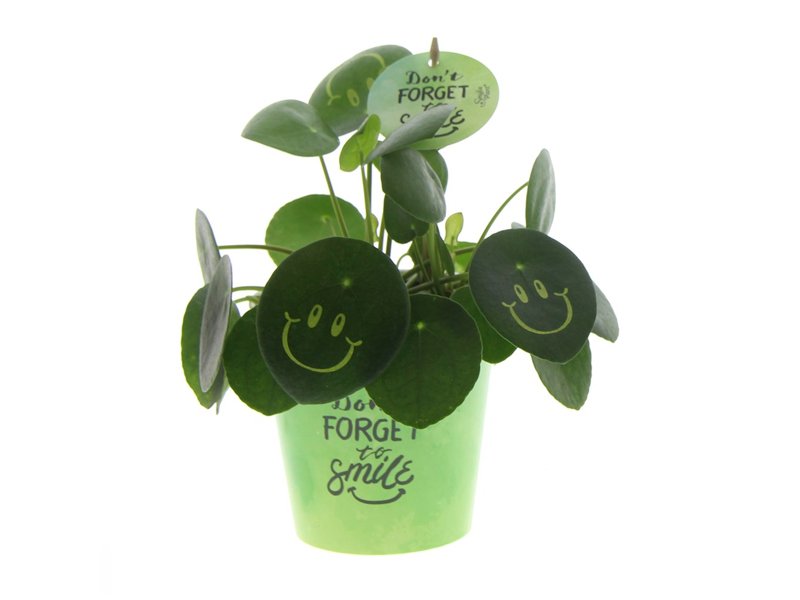 Smylieplant® large in papercup