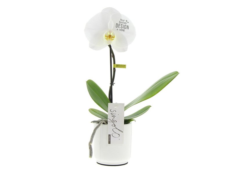 Message Printz® - Singolo Orchidee