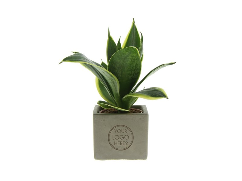 Congreetz® plantpots