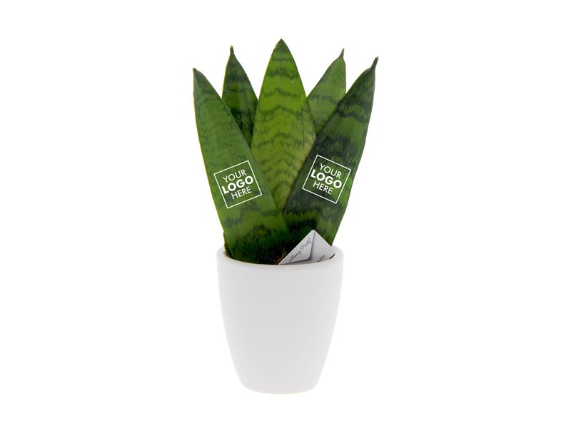 Message Printz® - Sansevieria in giftbox