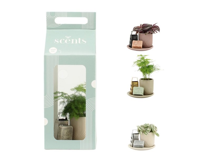 Aromatic Giftset small - Fresh Greens