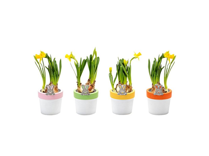 Easter narcis in hare ceramic