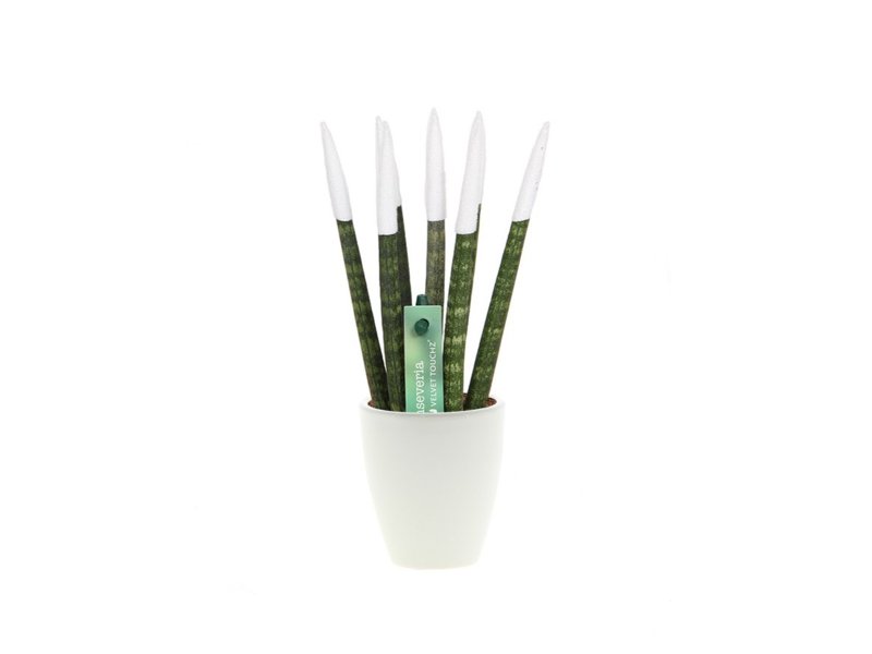 Sansevieria Topline® - Velvet Touchz® small