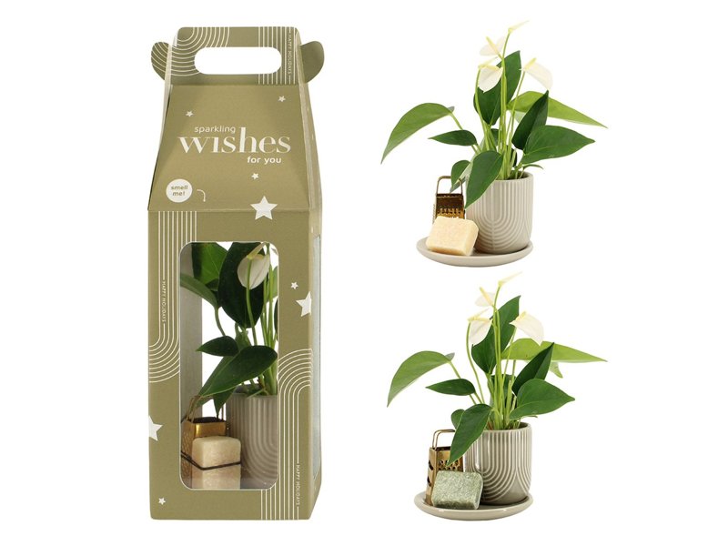 Aromatic Christmas Giftset small - Elegant Anthurium