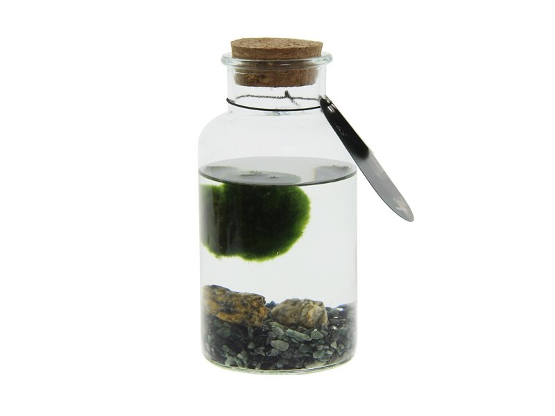 Marimo moss balls - bottle medium