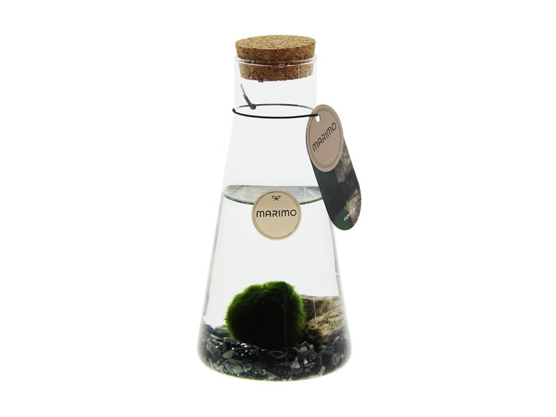 Marimo moss balls - funnel