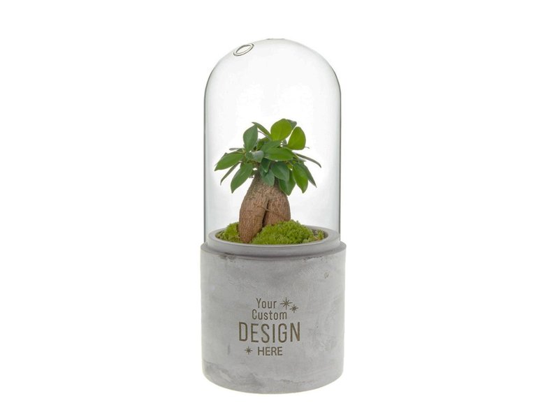 Wardians® ecosysteem bol small - planten terrarium