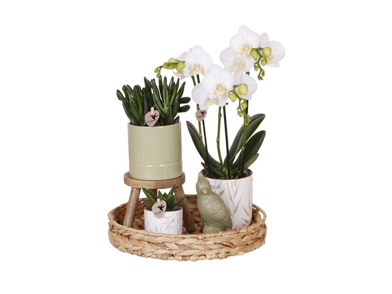 Botanical Giftset large - Verdant Harmony